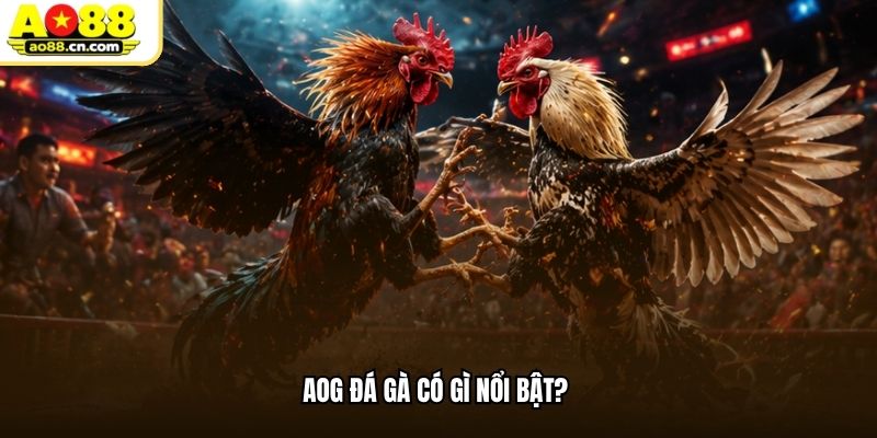 AOG đá gà có gì nổi bật?