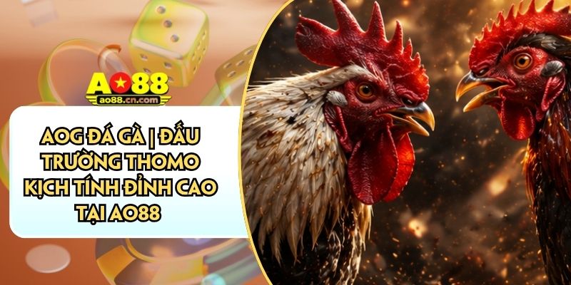 AOG Đá Gà | Đấu Trường Thomo Kịch Tính Đỉnh Cao Tại AO88