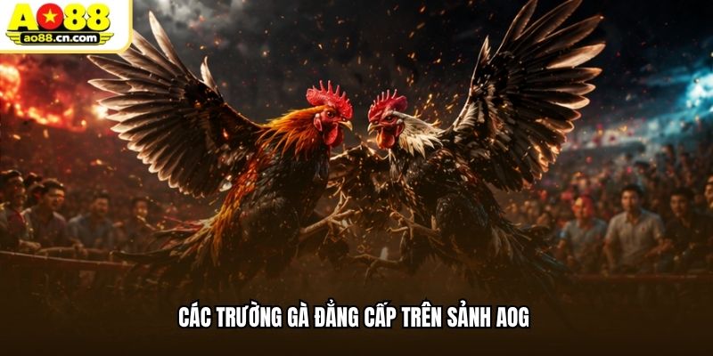 Các trường gà đẳng cấp trên sảnh AOG