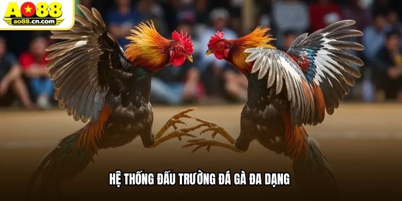 Hệ thống đấu trường đá gà đa dạng