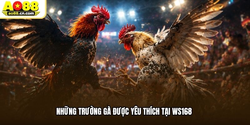 Những trường gà được yêu thích tại WS168